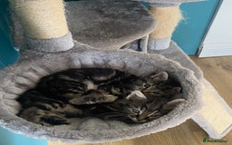 Ragdoll cats for sale: Ragdoll Cross Kittens – £300 each - Image 8