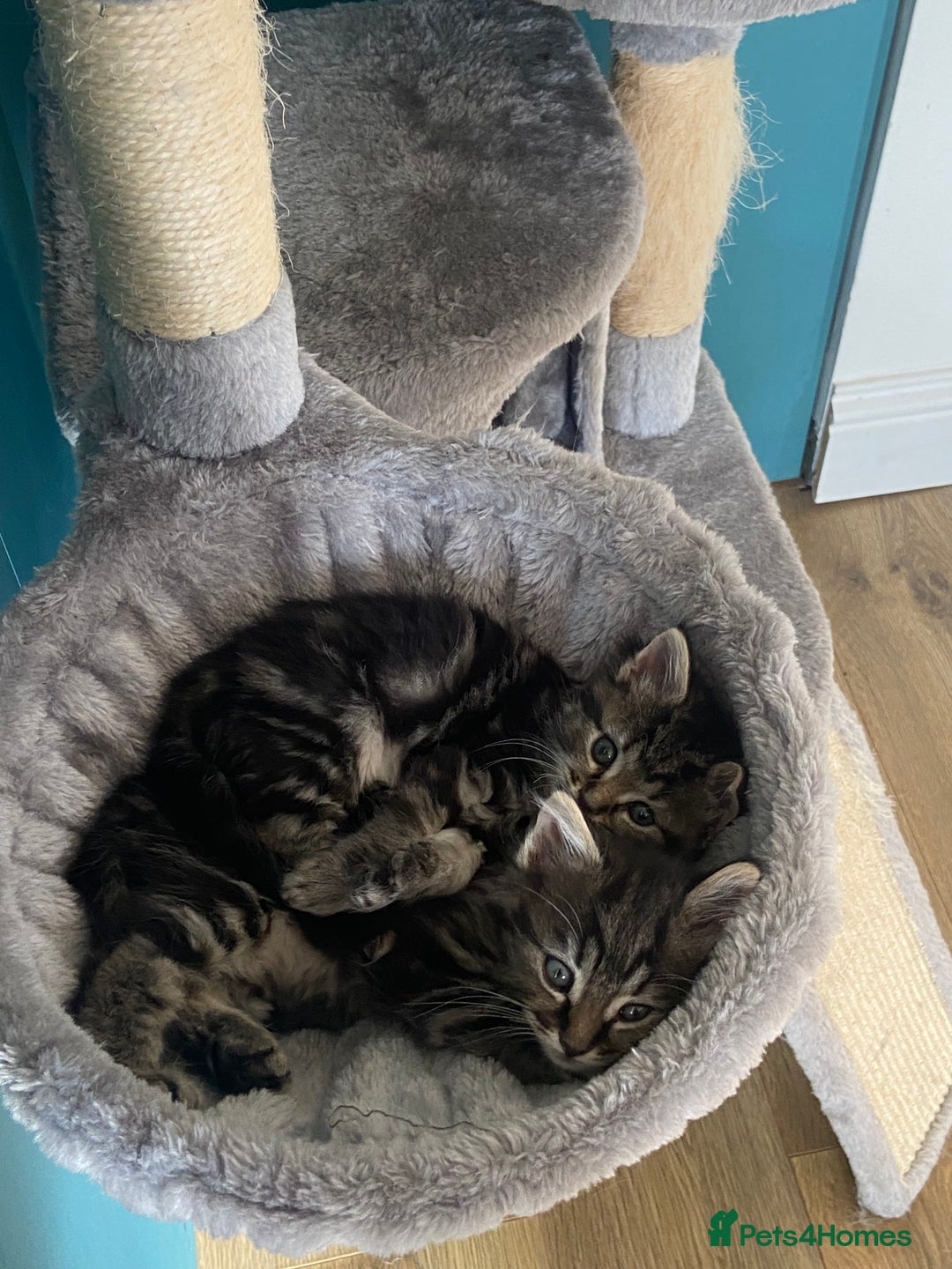 Ragdoll cats for sale: Ragdoll Cross Kittens – £300 each - Image 8