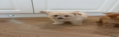 Pomapoo 1 cream boy