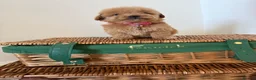 Cavapoo dogs for sale: Luxury small cavapoo - Advert 22