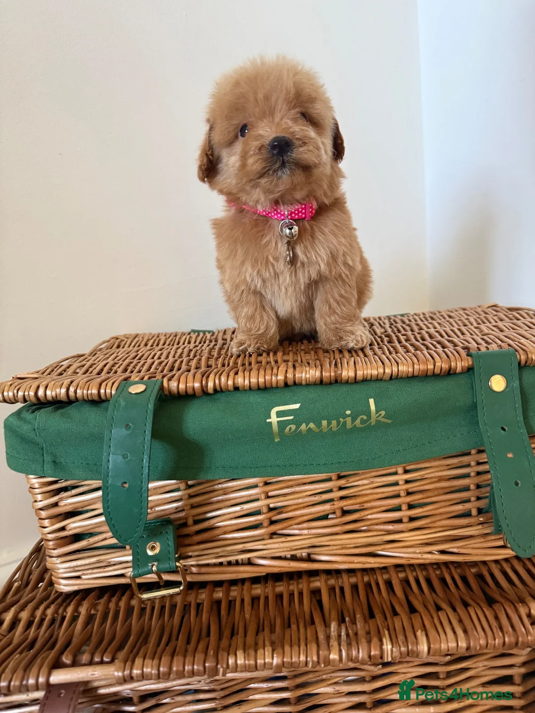 Cavapoo dogs for sale: Luxury small cavapoo - Advert 22