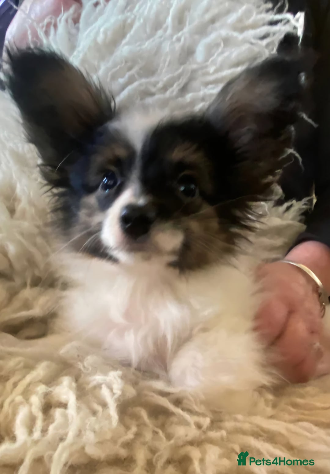 Papillon dogs for sale: Kennel Club registered Papillons - Advert 14