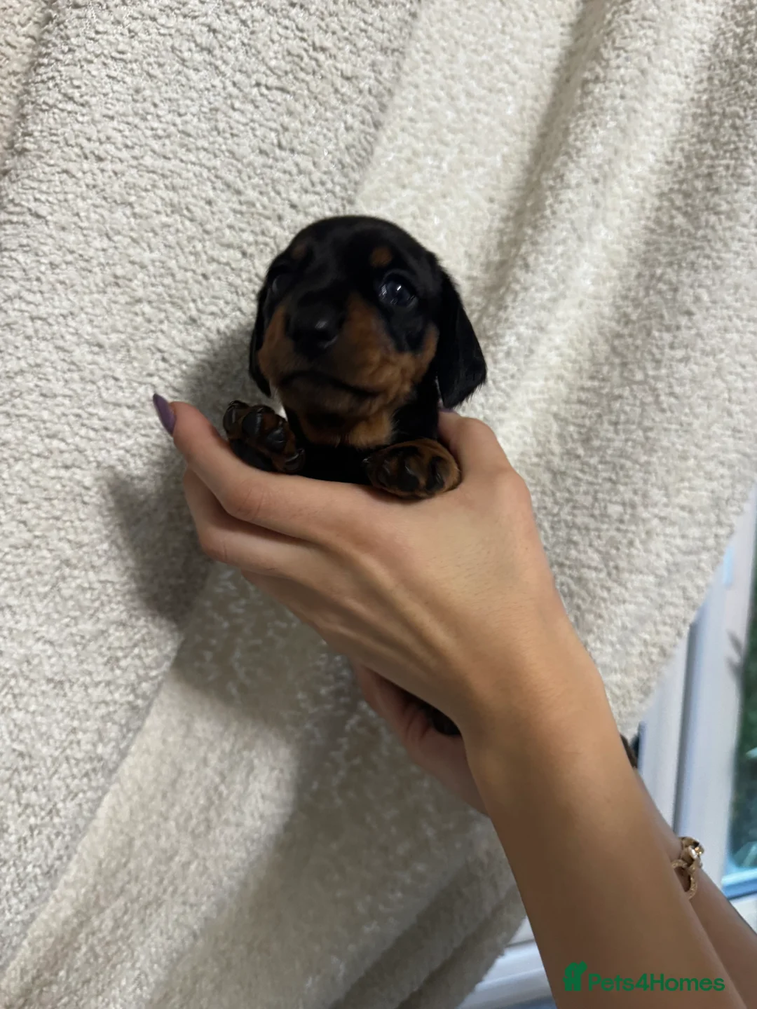 Miniature Dachshund dogs for sale: Female miniature Dashound short haired - Advert 2