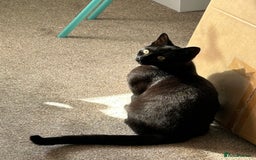 British Shorthair cats for sale: 2 beautiful kittens. Indoor only. Ideal go 2gether - Image 9