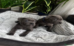Staffordshire Bull Terrier dogs for sale: 🔷 Pharaon Champion Line Pups 🔷 in Wolverhampton - Image 33