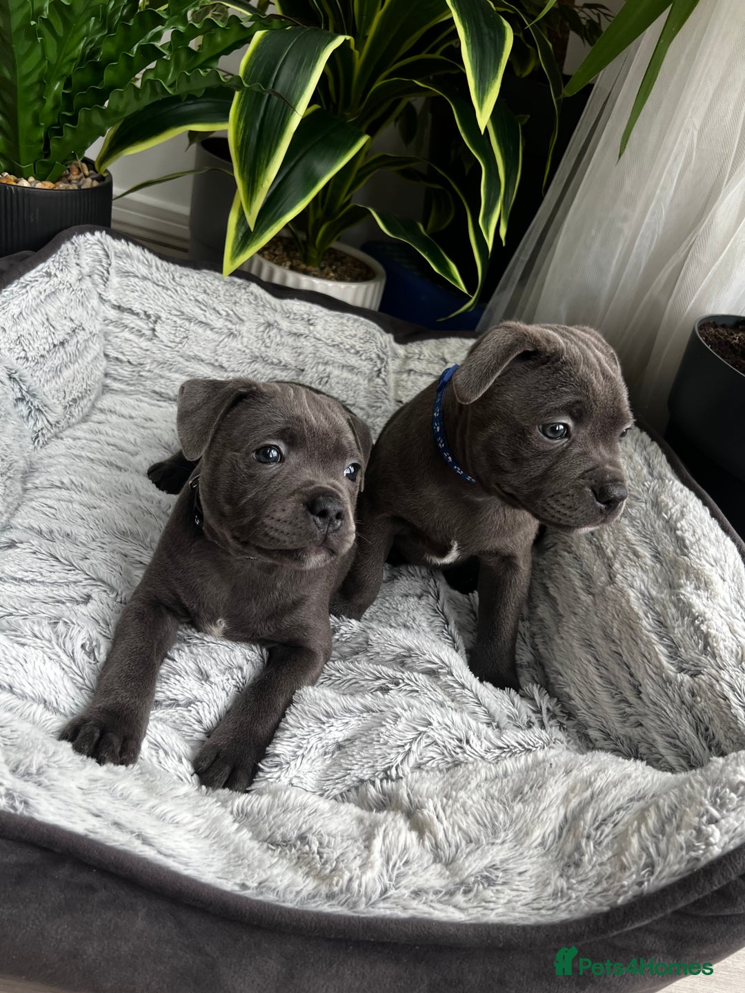 Staffordshire Bull Terrier dogs for sale: 🔷 Pharaon Champion Line Pups 🔷 in Wolverhampton - Image 33