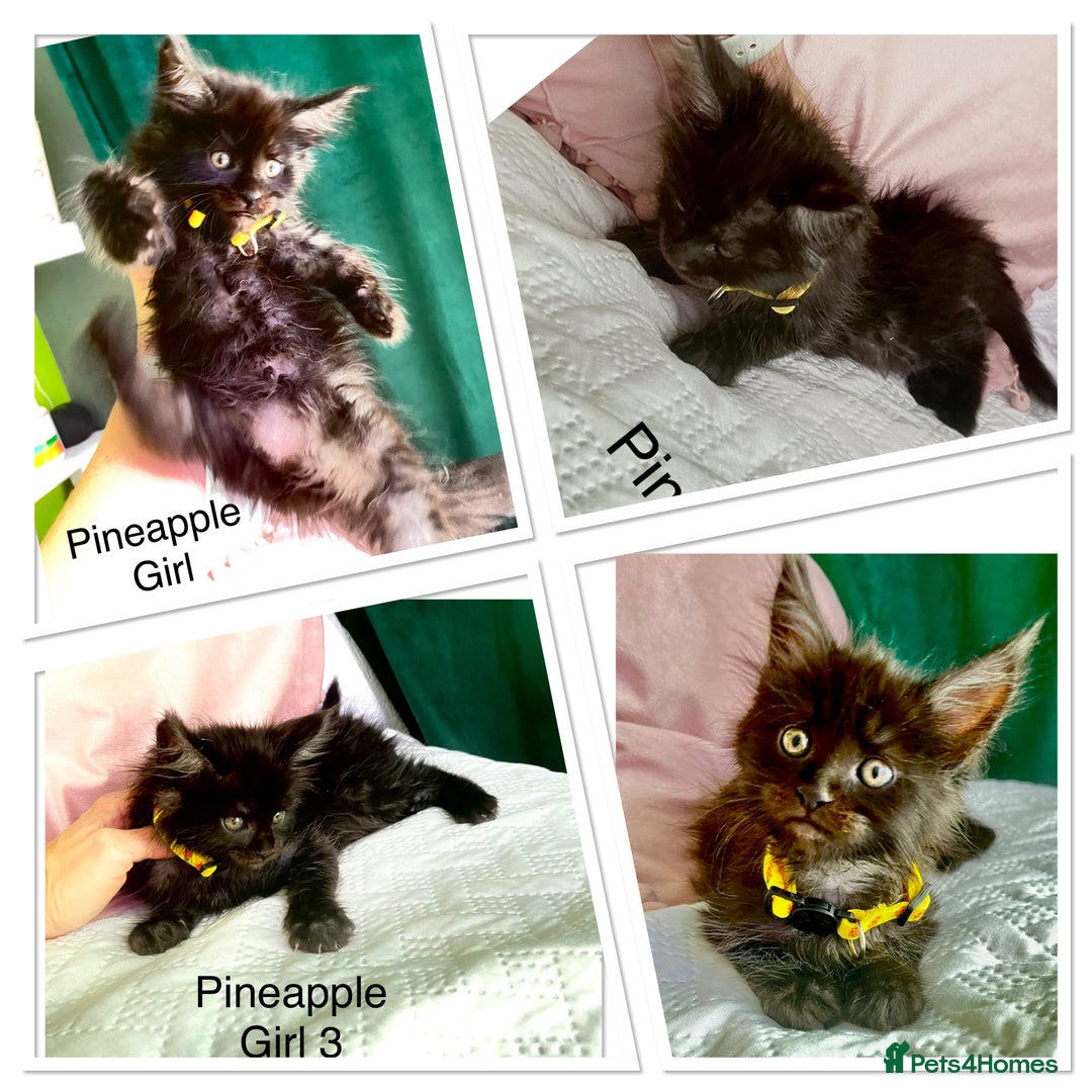 Maine Coon cats for sale: Gorgeous Black & Black Smoke kittens TICA parents - Image 3
