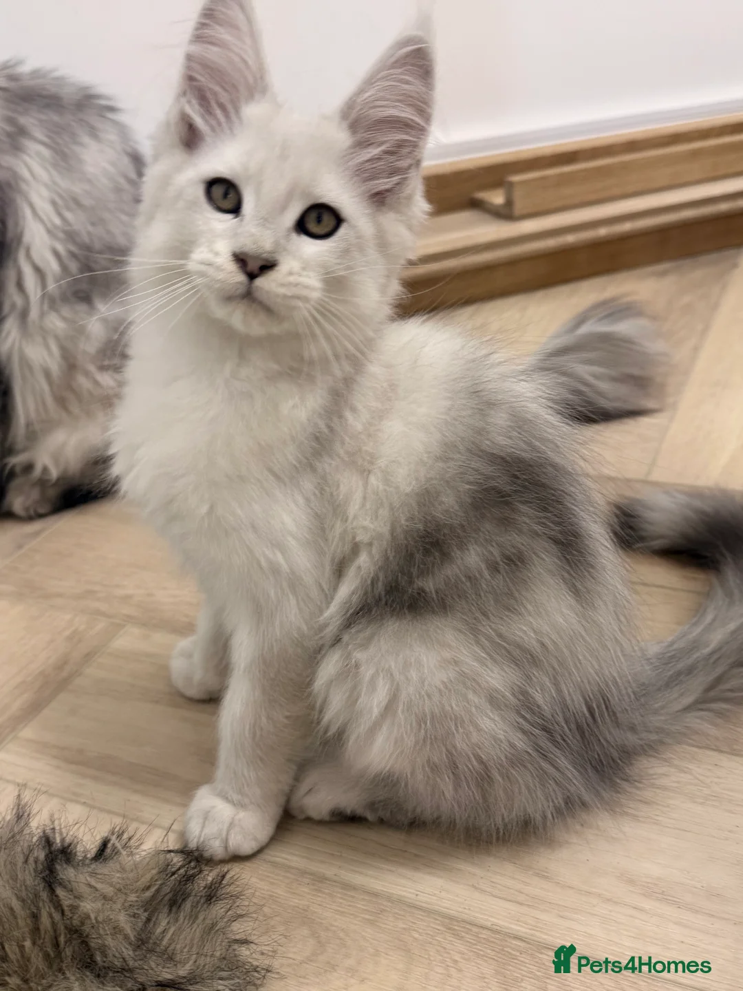 Maine Coon cats for sale: Champ blood Unique Color Ns11 boy active!!!🏅🏅🏅 - Advert 3