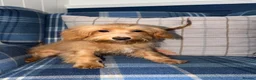 Shihpoo dogs for sale: 🩷Beautiful Shihpoo Puppies READY NOW 🧡 - Advert 5