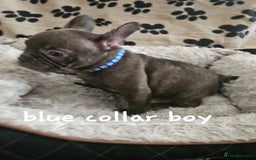 French Bulldog dogs for sale: Absolutely stunning chunky frenchbulldog puppies  - Image 4
