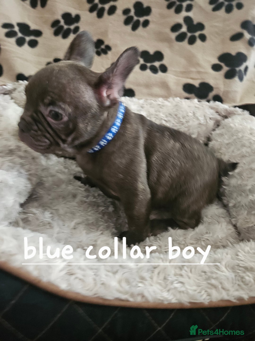 French Bulldog dogs for sale: Absolutely stunning chunky frenchbulldog puppies  - Image 4