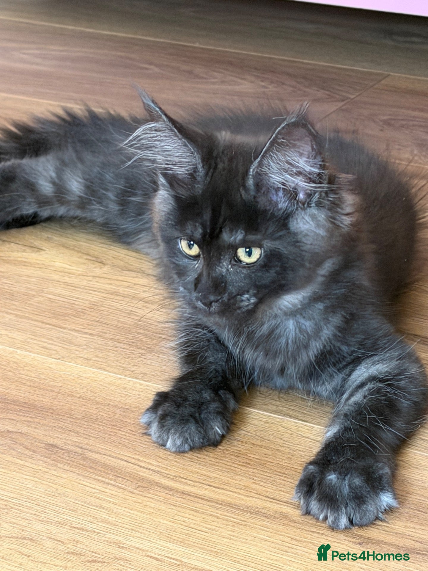 Maine Coon cats TICCA Registered MaineCoon Kittens (Pet Only)  - Advert 1