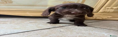 Cocker Spaniel 7