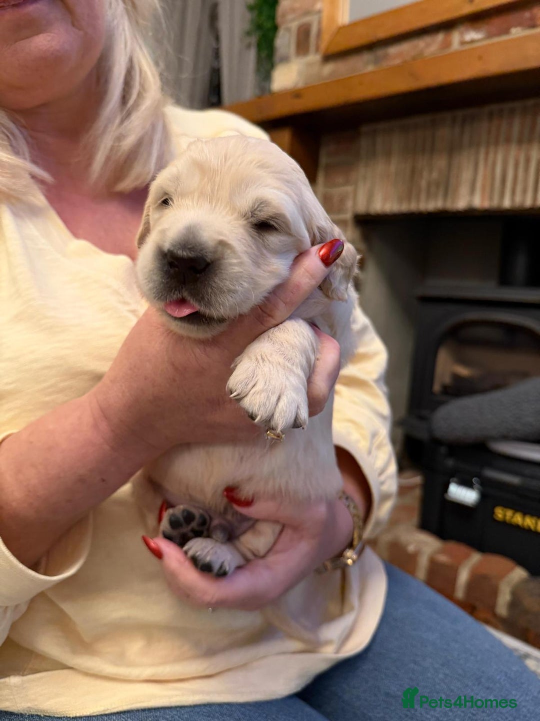 Golden Retriever dogs for sale: KC Reg Golden Retriever Pups - CHAMPION Bloodlines - Image 4