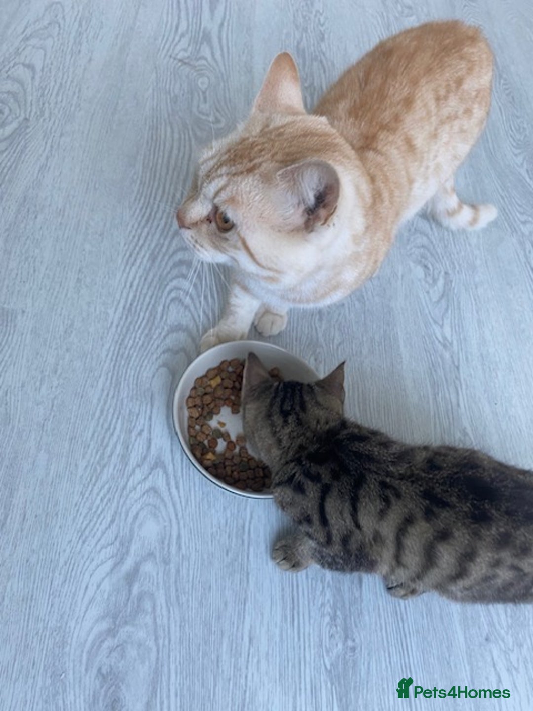 Bengal cats for sale: Beautiful Bengal girl kitten - Advert 1