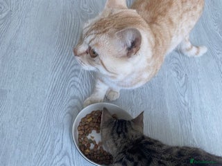 Bengal cats Beautiful Bengal girl kitten - Advert 1