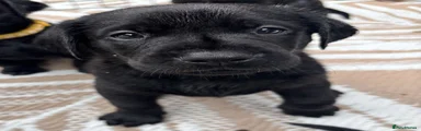 Puppy 4 - Black Labrador Retriever - Male 