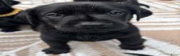 Labrador Retriever dogs for sale: *READY 30/7/26, KC Reg Black Labrador Puppies* - Advert 17