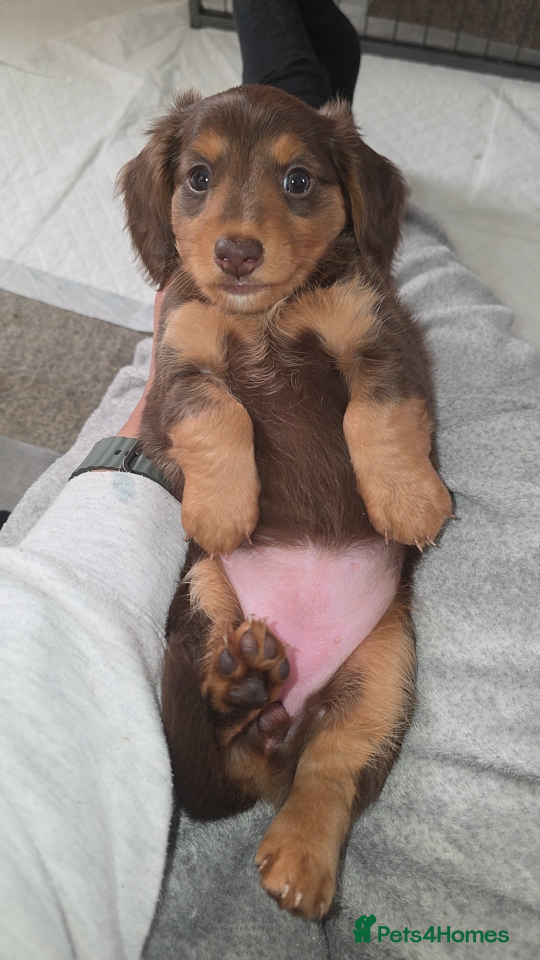 Miniature Dachshund dogs Miniature dachshund Puppies - Advert 3