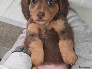 Miniature Dachshund dogs Miniature dachshund Puppies - Advert 9