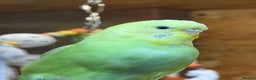 Budgerigars birds for sale: Budgies For Rehoming  - Advert 3