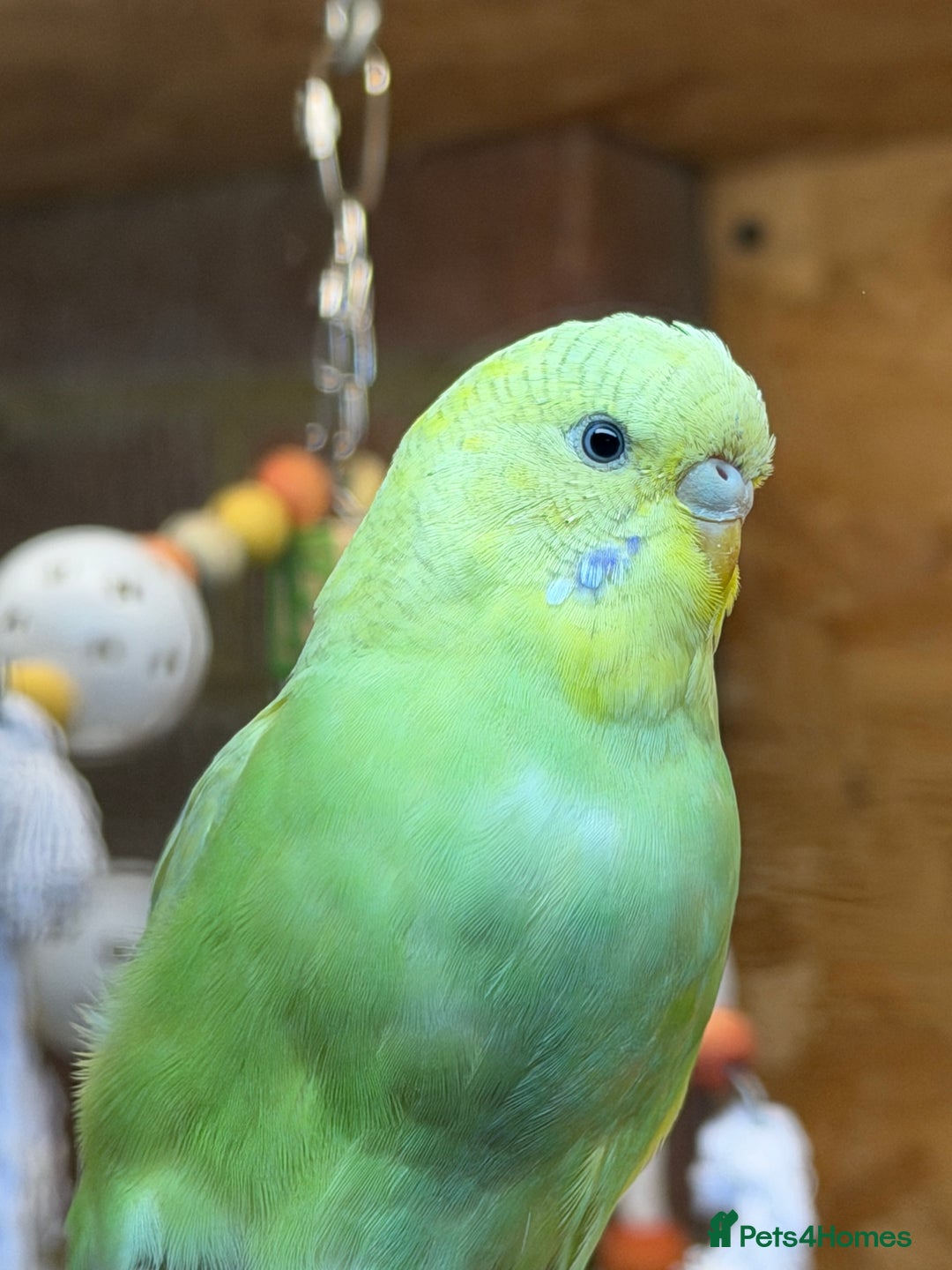 Budgerigars birds for sale: Budgies For Rehoming  - Advert 3