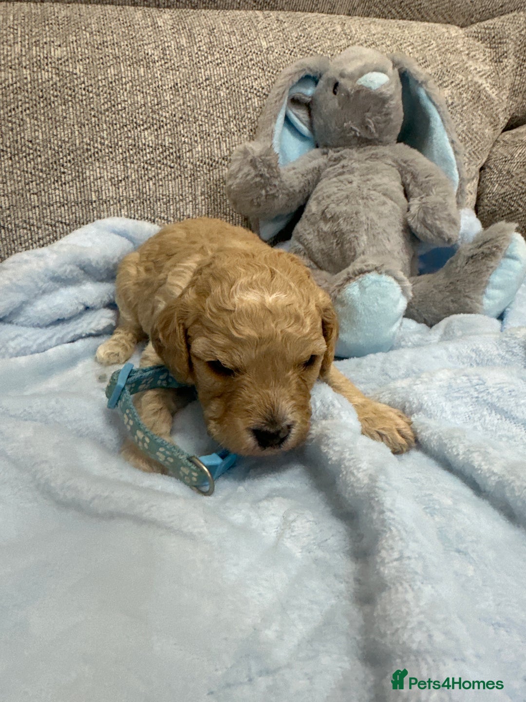 Cavapoo dogs for sale: Stunning F1b Cavapoos - Advert 3