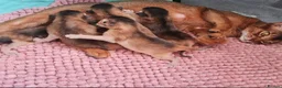 Abyssinian cats for sale: LAST TWO ABYSSINIAN MALE - Advert 22
