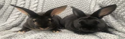 Rex rabbits for sale: Beautiful velvet mini Rex & Rex rabbits - Advert 5