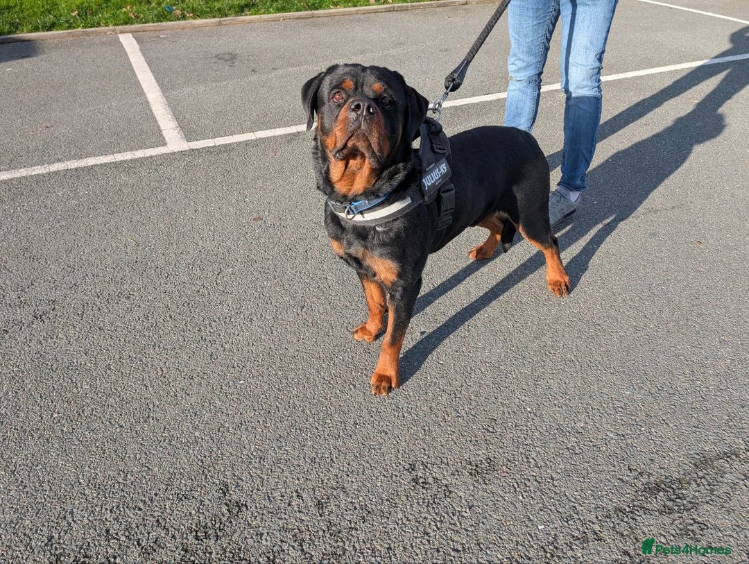 Rottweiler dogs for sale: 🐶 KC Rottweiler Puppies – German ADRK Bloodlines - Advert 3