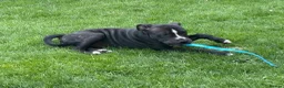 Staffordshire Bull Terrier dogs for sale: 15-Week-Old Female Staffy puppy in Maidenhead - Advert 6