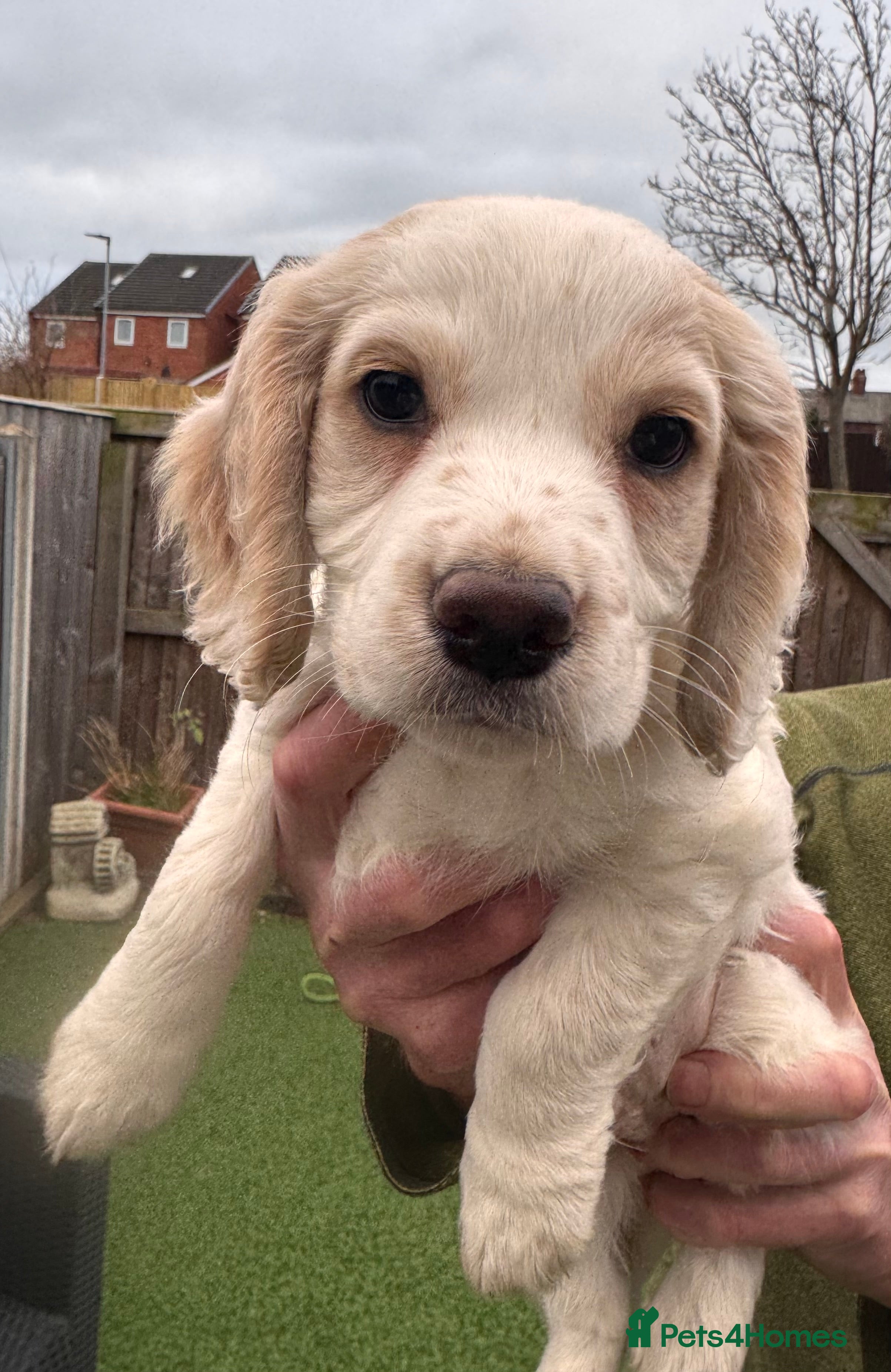 Sprocker dogs Sprocker spaniel puppies  - Advert 1