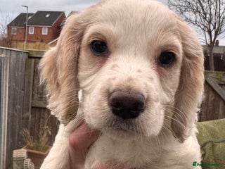 Sprocker dogs Sprocker spaniel puppies - Advert 1