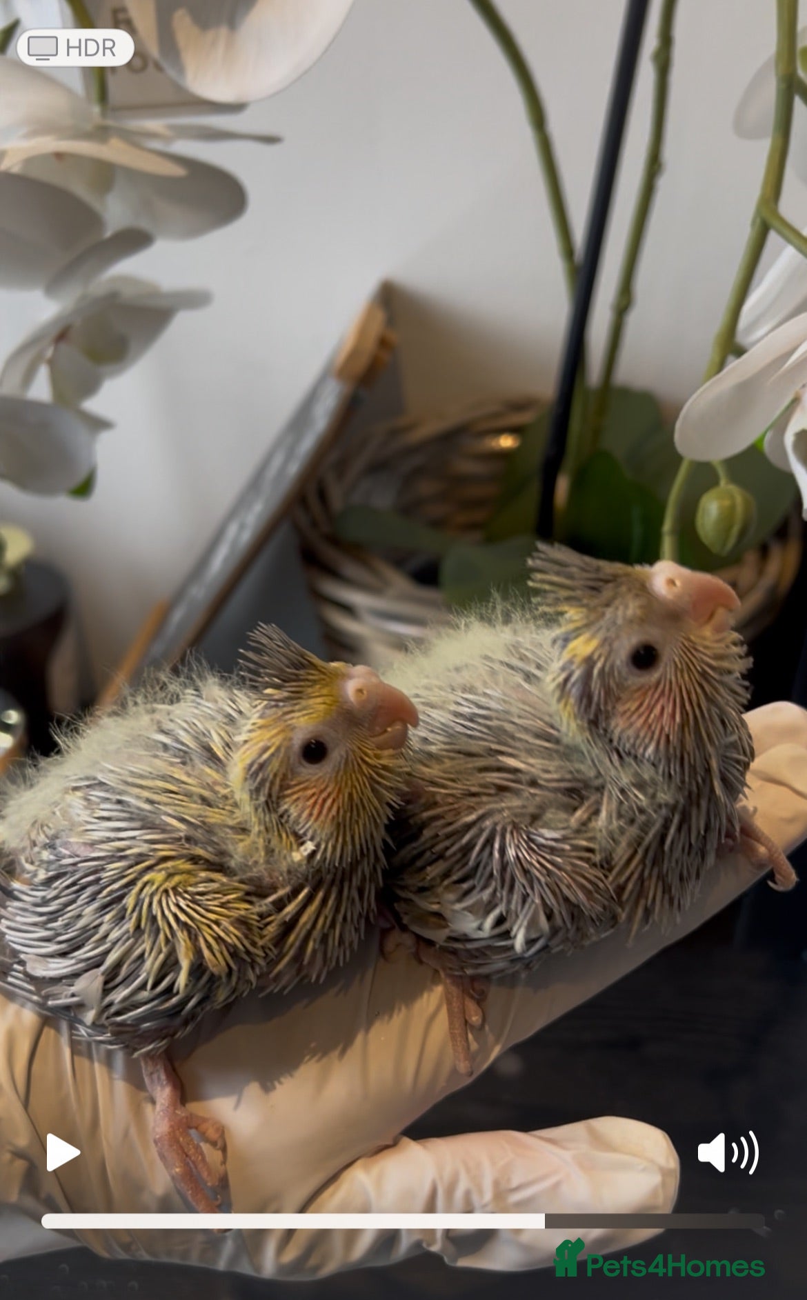 Mixed Breed birds Hand reared cocktails and other birds - Advert 6