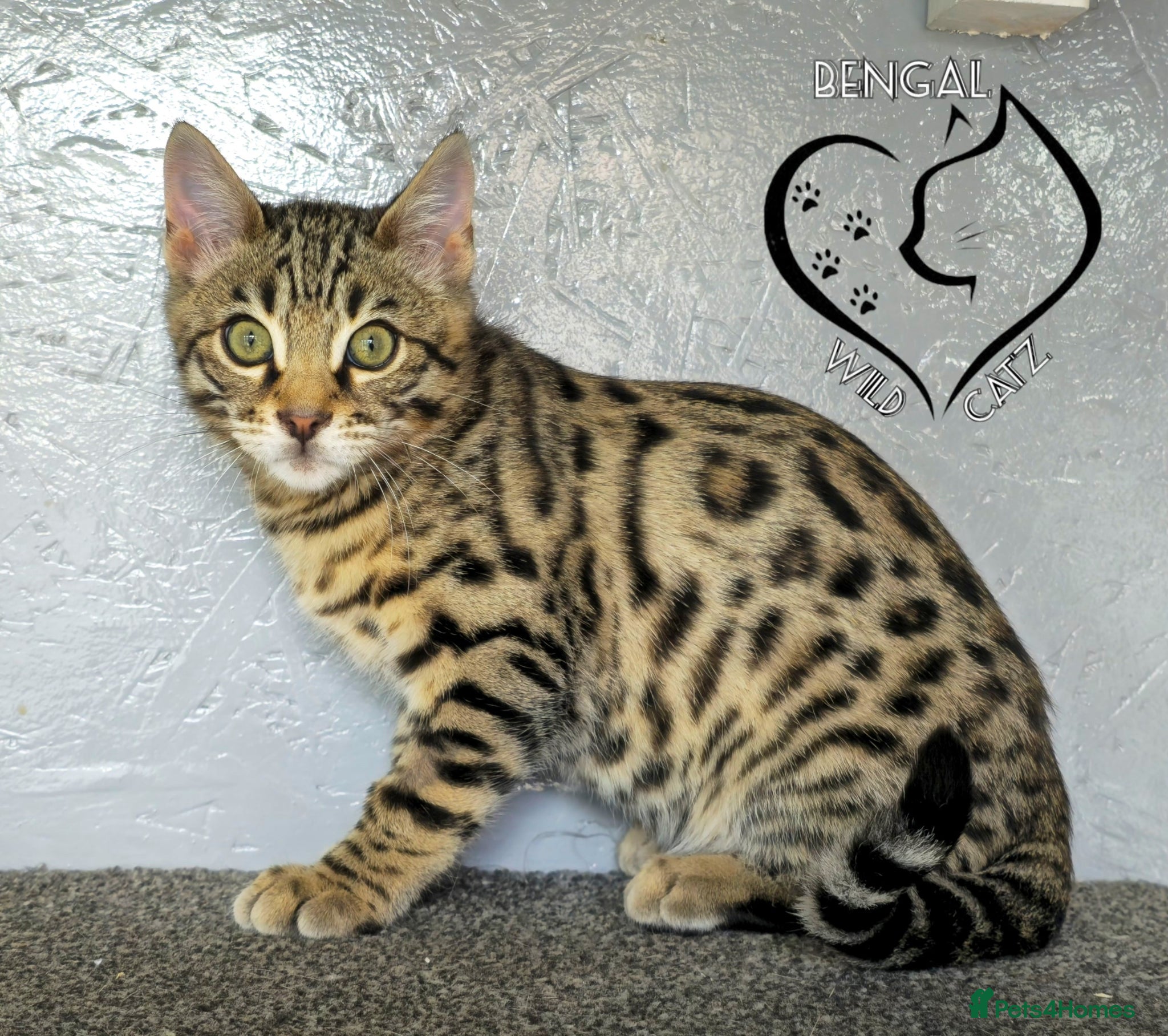 Bengal cats for sale: 4 beautiful bengal boys ready to leave now - Advert 8