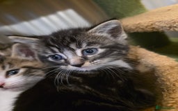 Maine Coon cats for sale: Mainecoon Mix Kittens for Sale  - Image 2