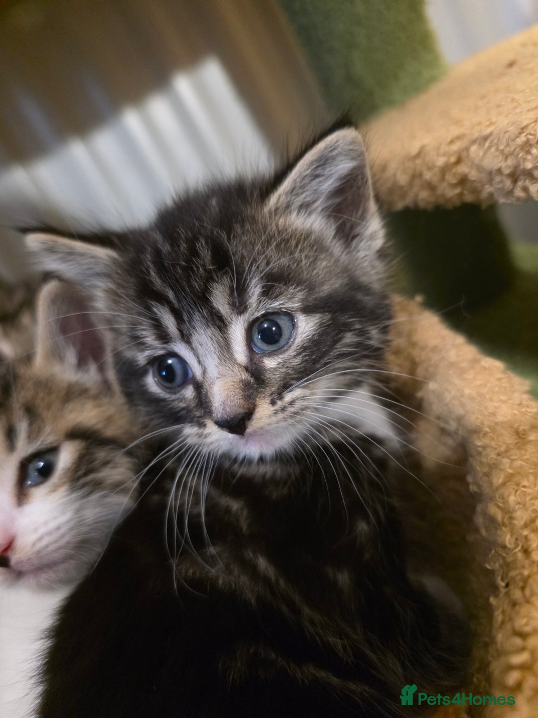 Maine Coon cats for sale: Mainecoon Mix Kittens for Sale  - Image 2
