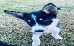 Border Collie dogs for sale: Collie puppies - Image 3