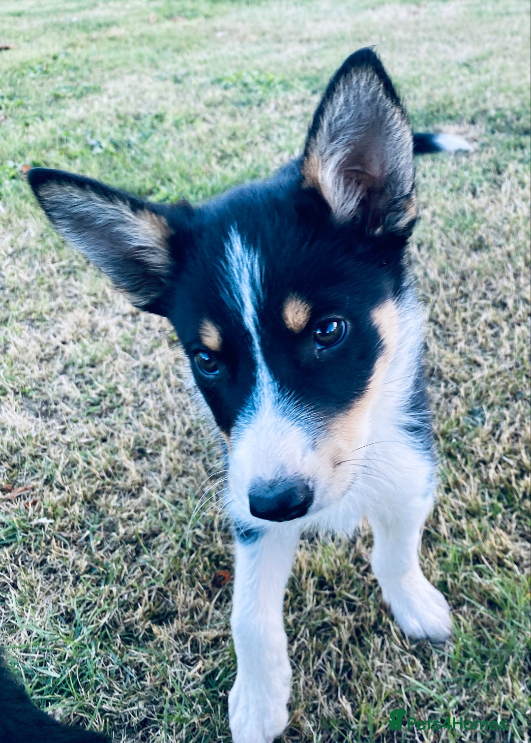 Border Collie dogs for sale: Collie puppies - Image 3