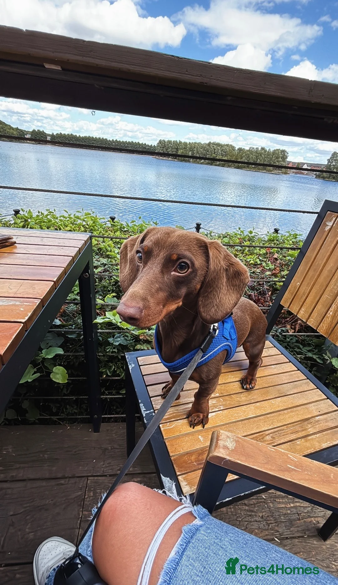 Dachshund dogs for stud: Richmond the stud  - Advert 1