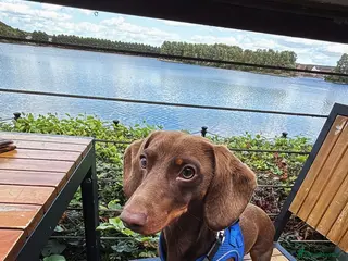 Dachshund dogs Richmond the stud - Advert 2