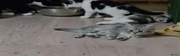 Persian cats for sale: 🐱 last kitten, heart melting Persian Kitten - Advert 8