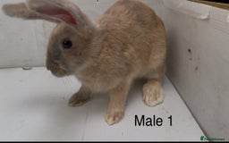 Continental Giant rabbits for sale: Continental giant cross  - Image 1
