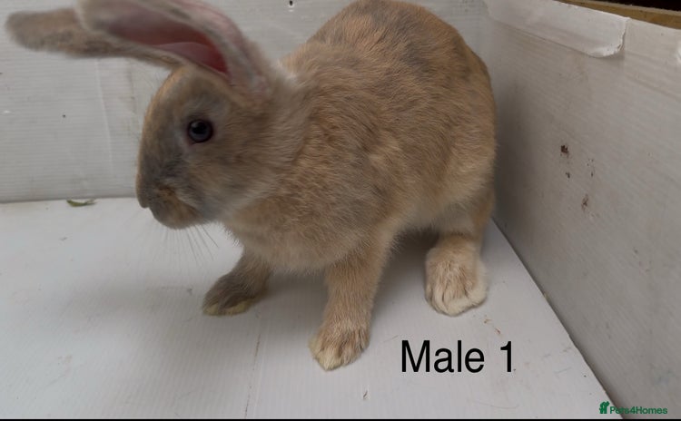 Continental Giant rabbits - Advert 3