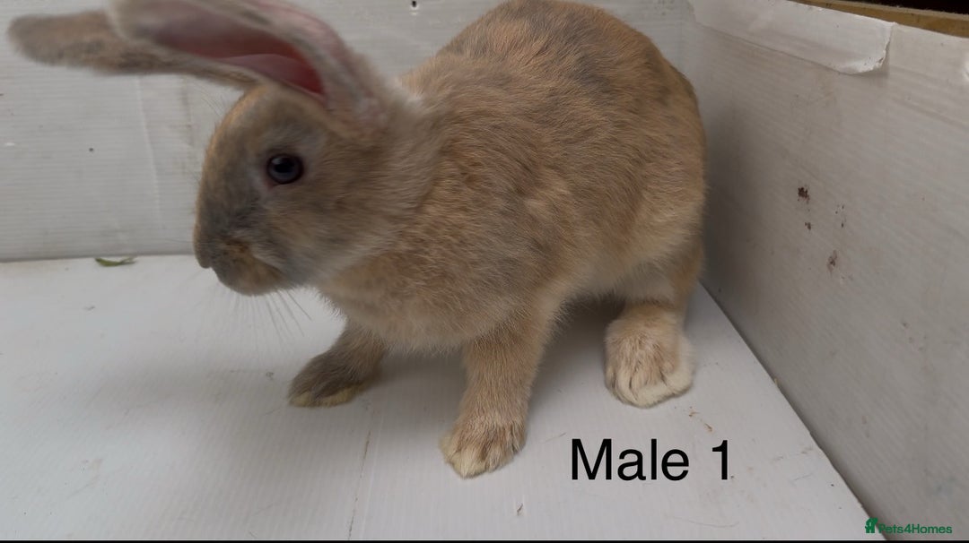 Continental Giant rabbits for sale: Continental giant cross  - Image 1