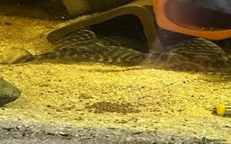 Plecos fish for sale: L333 Gurupa Rare! 9 adults.  - Image 15