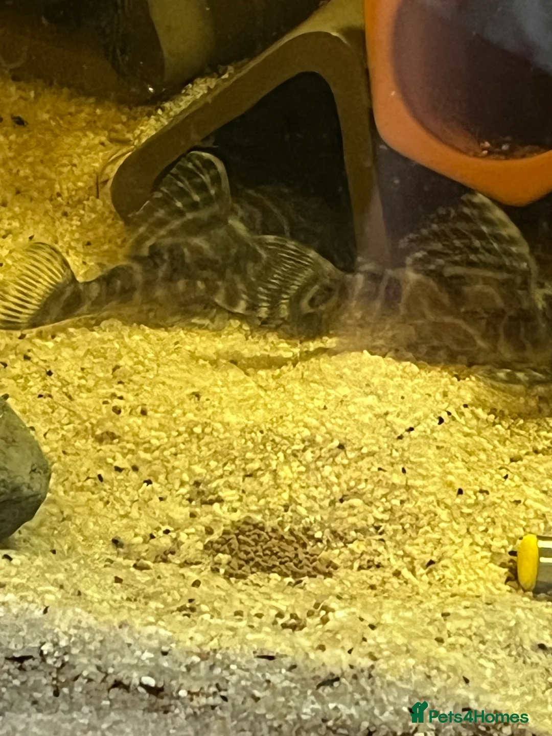 Plecos fish for sale: L333 Gurupa Rare! 9 adults. Pairs also available.  - Advert 14