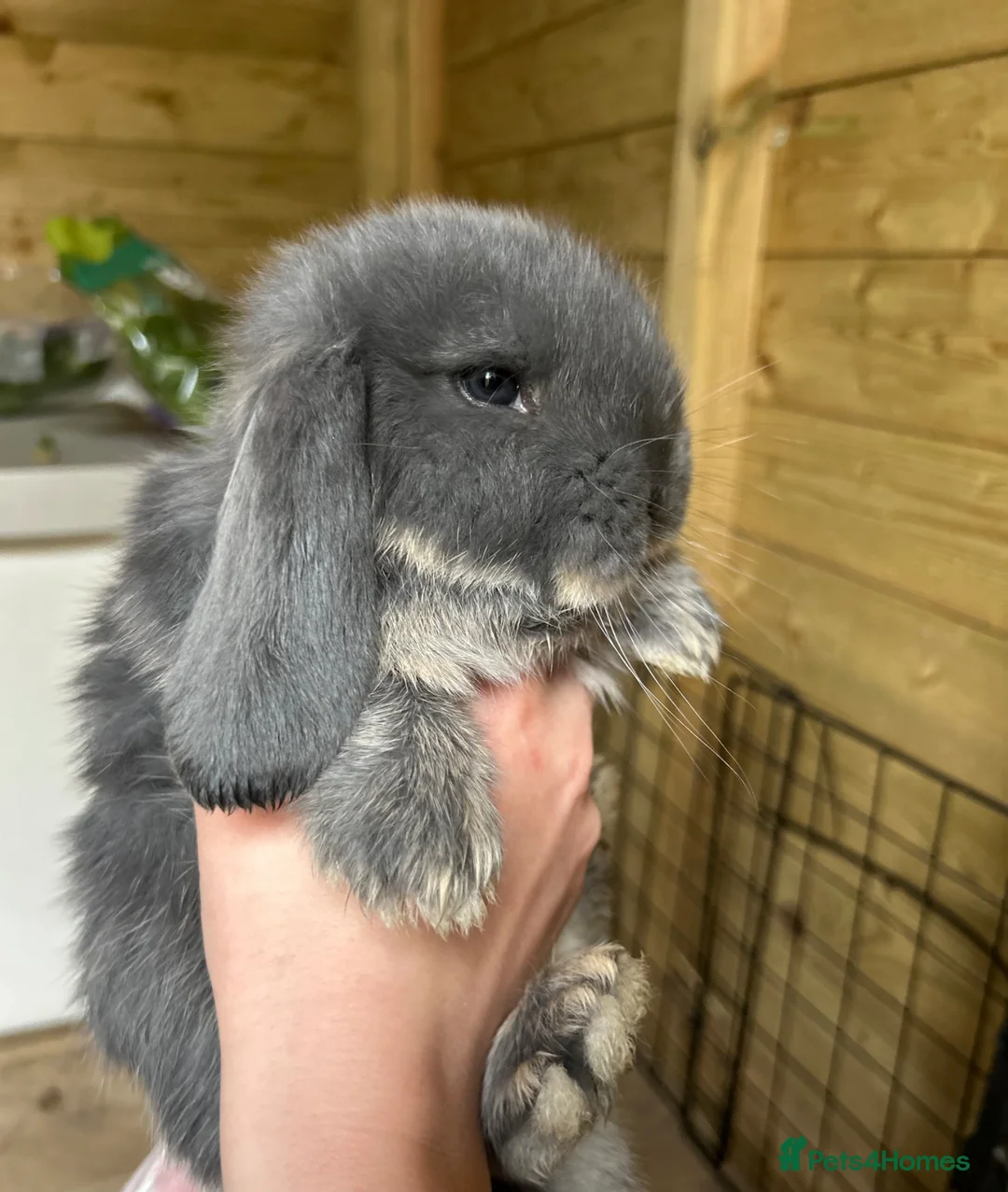 French Lop rabbits for sale: Amazing quality French lop babies  - Advert 2
