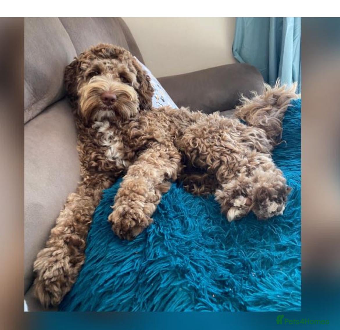 Labradoodle dogs 🌟Quality Australian Labradoodle 🌟 - Advert 2