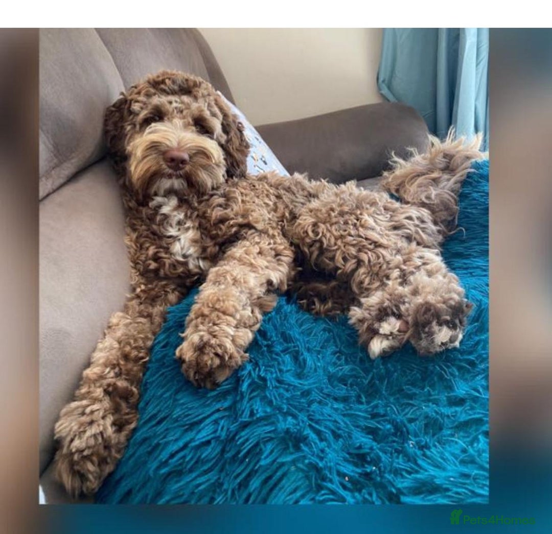 Labradoodle dogs for stud: ✨DNA Clear Australian Labradoodle ✨ - Advert 1